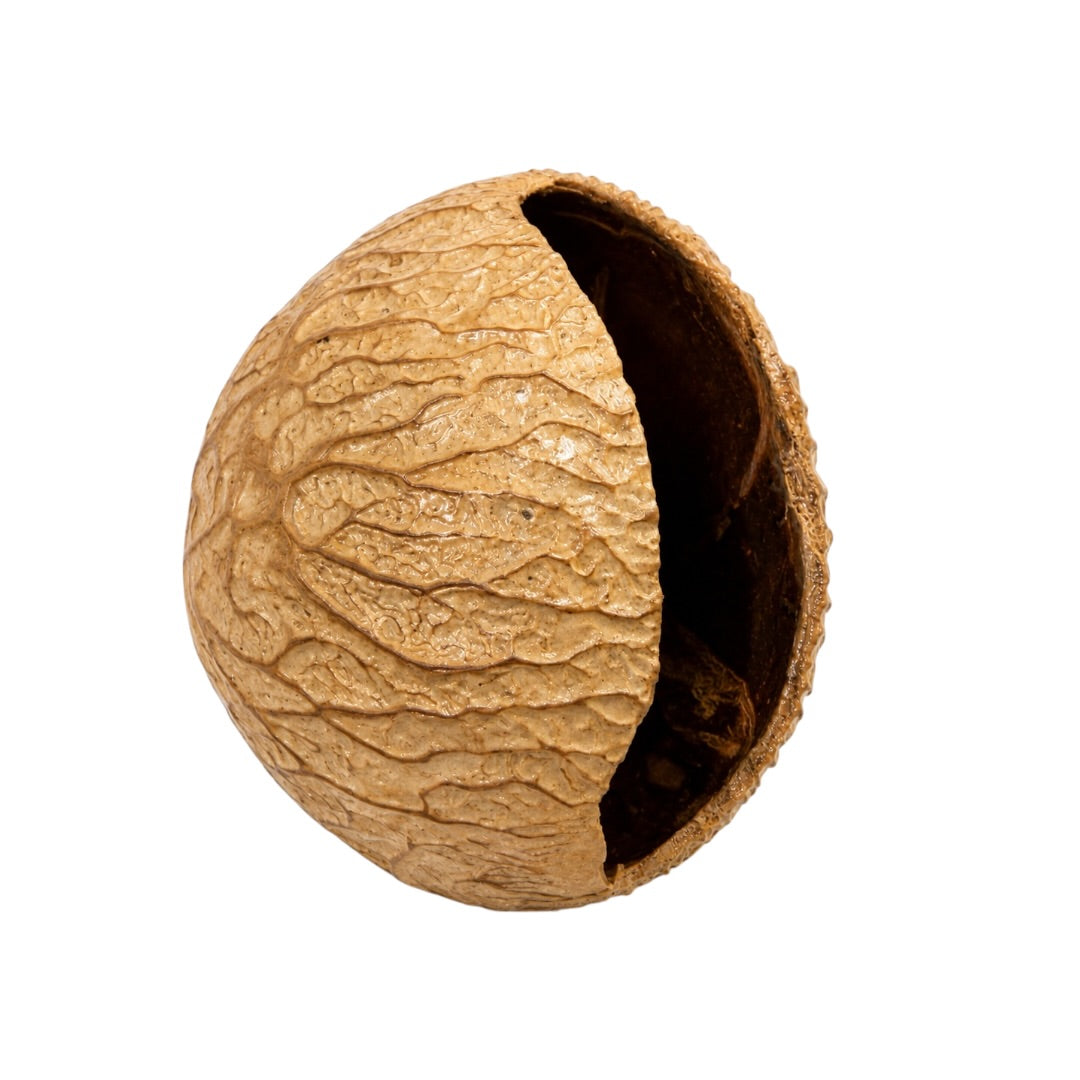 AMR Foot Rattle with Pangi Seeds - Shaker