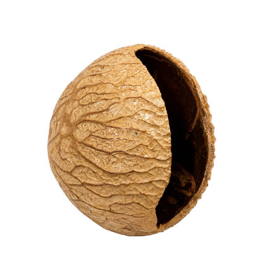 AMR Foot Rattle with Pangi Seeds - Shaker